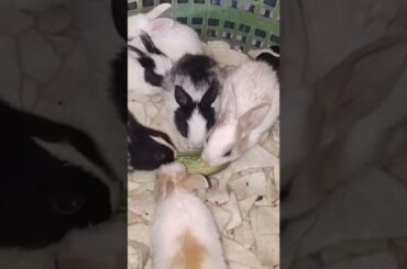 Cute Baby Rabbits Eating Cucumber | Cute Baby Bunnies Hungry #rabbit #cutebunny #shorts #rabbits