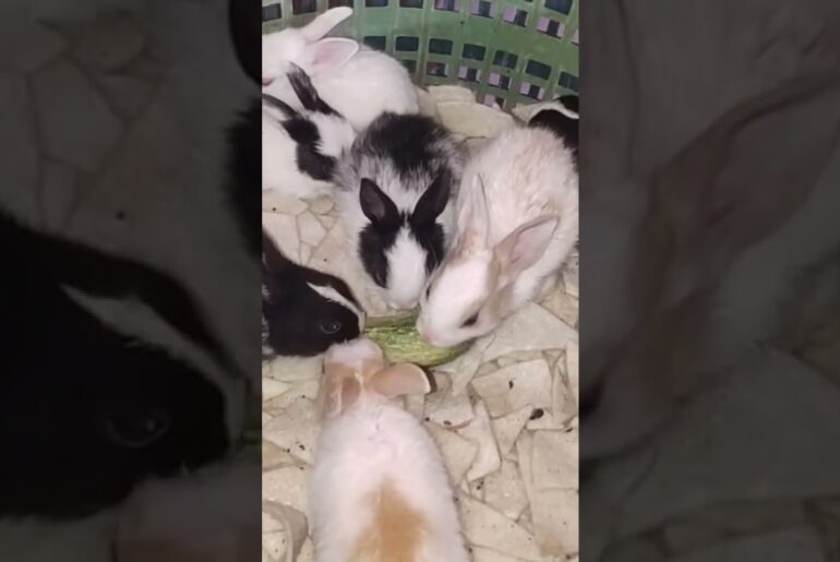Cute Baby Rabbits Eating Cucumber | Cute Baby Bunnies Hungry #rabbit #cutebunny #shorts #rabbits