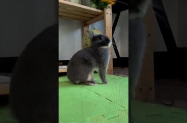 Cute Bunny Eats Flowers | Butters
