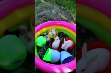 unboxing cute rabbit bunnies from colorful eggs wow so cute
