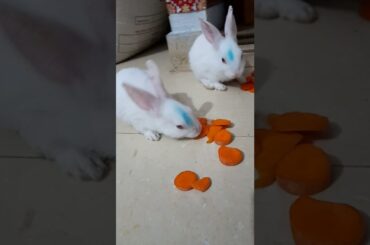 cute bunny #shorts
