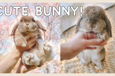 Adorable Things My Rabbit Does