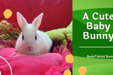 A Cute Baby Bunny