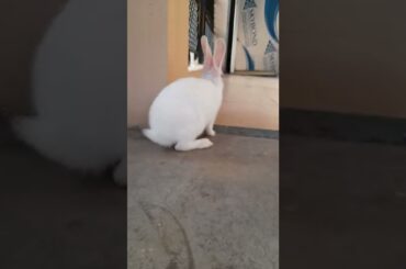 cute bunny  #shorts