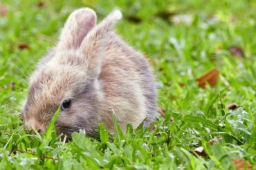 Cute Rabbit Observation|Rabbit Animal Facts|A Funny And Cute Bunny Videos Compilation|Fact Sheet