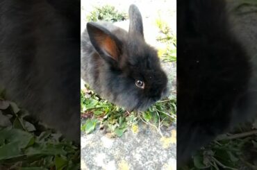 CUTE BUNNY YOUTUBE SHORTS TIKTOK... #shorts