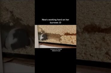 cute hamster and Bunny rabbit Cute Baby Rabbits Playing,Feeding Activities real lobsters