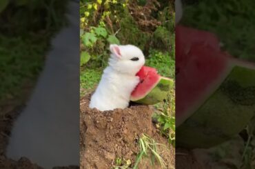 cute#rabbit