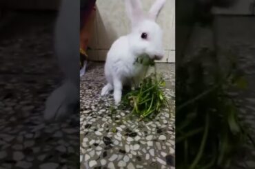 Cute Rabbit Eating #Shorts
