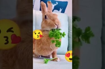 cute rabbit:- I'm in  a hurry dude.
