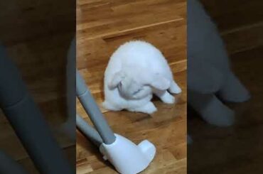#short #cute #rabbit