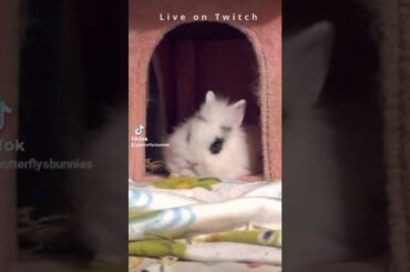 baby bunny fighting sleep #baby #cute #bunny #animals