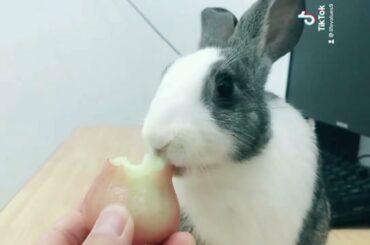 So cute Rabbit +3  #shorts #Bunny #cuterabbit