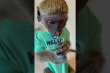 Bunny Rabbit -Vava smart and | (Baby Rabbits) Cute Sweet Community Biva & Jessi