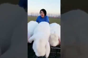 Cute rabbit #shorts #animals #animal #Bunny #rabbitvideos #rabbit