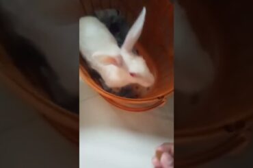 cute rabbit