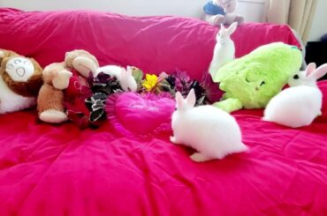 Fancy Eyes Bunnies Sweet Cute Baby Bunny Rabbit