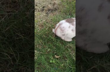 My Cute Rabbit | Pet Rabbit