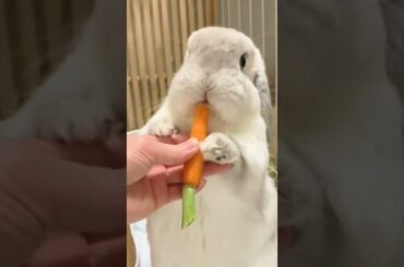 cute bunny #shots #cute #bunny