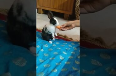 treat time#cute#rabbit#eating#carrot#rabbits