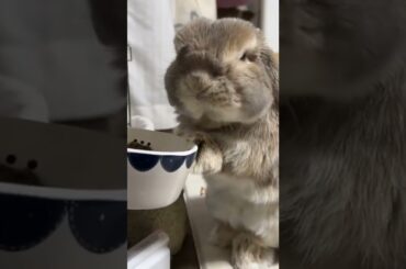cute rabbit