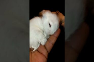 ONLY 13 DAYS OLD BABY TIKTOK. #shorts #bunny