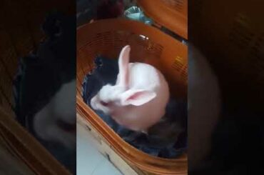 cute rabbit