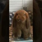 Cute Baby Bunny Cleaning His Face #shorts