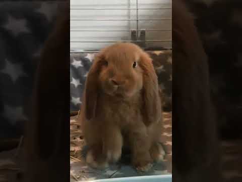 Cute Baby Bunny Cleaning His Face #shorts Cute Baby Bunny Cleaning His Face #shorts