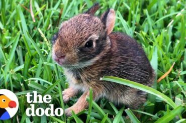 Lady Rescues A Newborn Rabbit And Raises Her Until She's Ready To Be Wild | The Dodo Wild Hearts