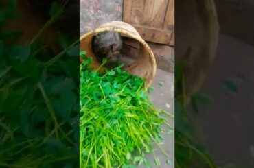 cute rabbit #shorts #viral