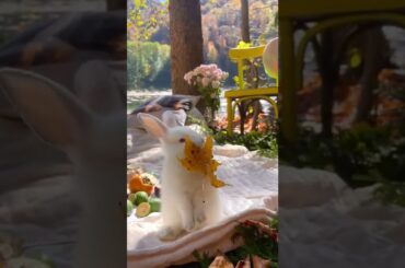 cute rabbit video #shorts #rabbit