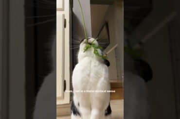 Addicted To This Cute Bunny | Rabbit Video | Cute Pet On Internet | #shorts #ytshorts | Paws and Fur
