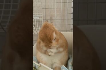 cute bunny