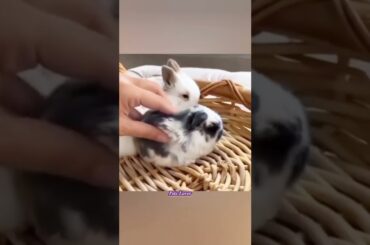 #shorts #rabbit #cuterabbit #cutebunny