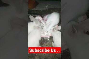 Baby bunnies #funny #bunny #babybunny #cute #rabbit #gifts #buddies #petbuddy
