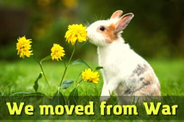 Bunnies being cute - Funny and Cute Baby Bunny Rabbit - Cute Baby animals #7