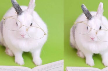 Cute Rabbit.