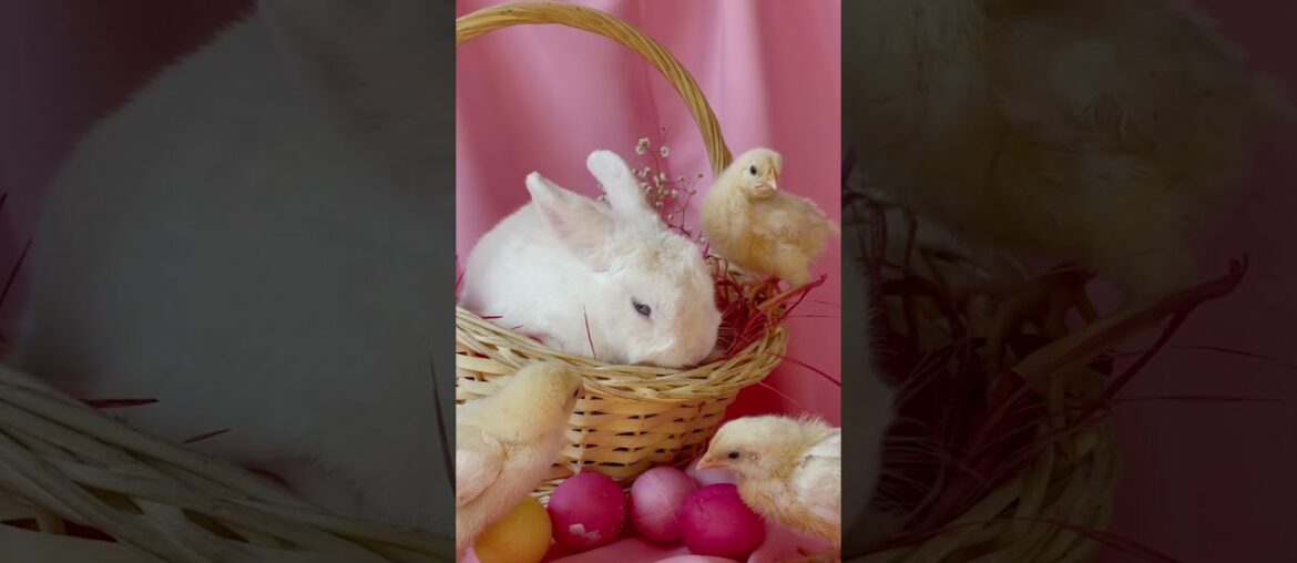 Cute Baby Rabbit Videos | Baby Animal Video | Cute Rabbits Video | The Animals Kingdom