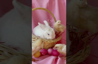 Cute Baby Rabbit Videos | Baby Animal Video | Cute Rabbits Video | The Animals Kingdom