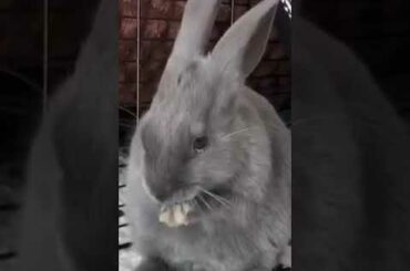 Cute Baby Bunny Rabbit #shorts