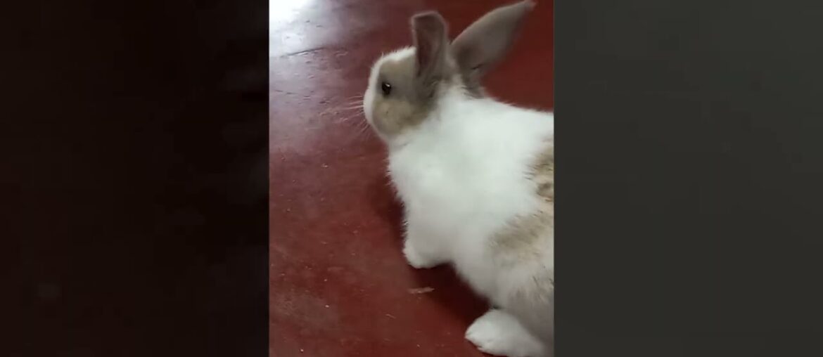 Funny and Cute Baby Bunny Rabbit Videos - Let's raise a pet rabbit the right way #PET SL
