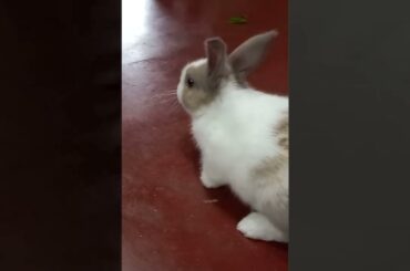 Funny and Cute Baby Bunny Rabbit Videos - Let's raise a pet rabbit the right way #PET SL