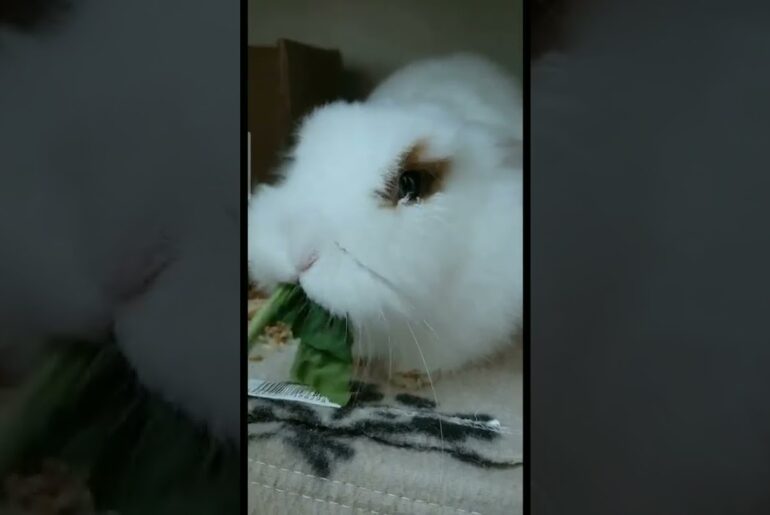 cute rabbit in eating