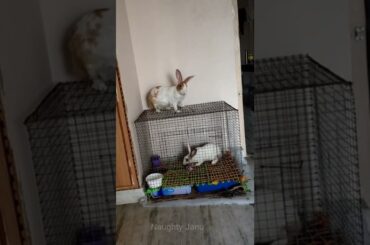 Cute Rabbit playing | #shorts