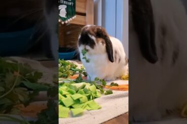 Cute Rabbit #rabbit #shorts #love