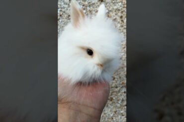 AMAZING CUTE BUNNY BABY VIDEO!