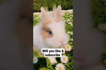 cute rabbit