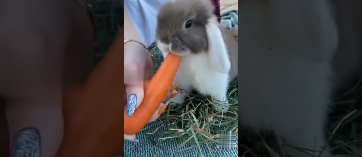 Funny  bunny cute Rabbit Video compilation 2022|Eating and enjoying|Animals Diaries