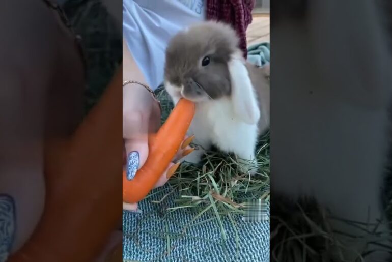 Funny  bunny cute Rabbit Video compilation 2022|Eating and enjoying|Animals Diaries